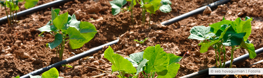 arrosage de jardin système goutte à goutte