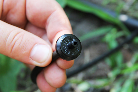 8 - Installez votre goutteur en bout de tuyau. arrosage goutte à goutte